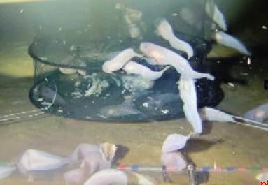 我国科研团队构建深海鱼类“生命进化树”