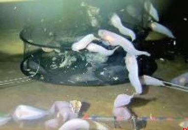 鱼在“高压黑暗”的深海咋生存？为何体内发现污染物？