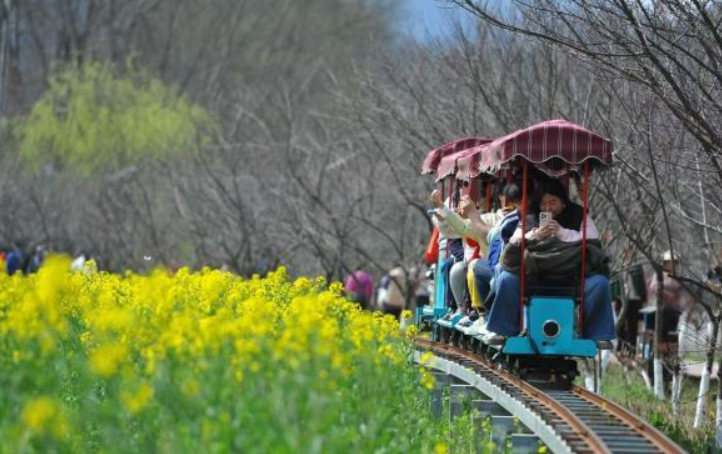 2025最美油菜花海汉中旅游文化节在陕西勉县启幕