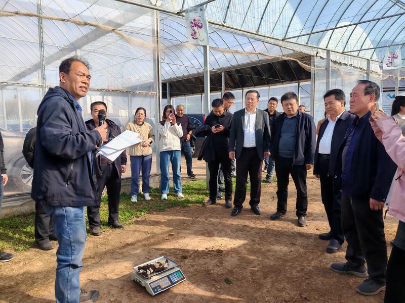 西安套种羊肚菌亩产突破千斤大关 土地利用率大幅提高