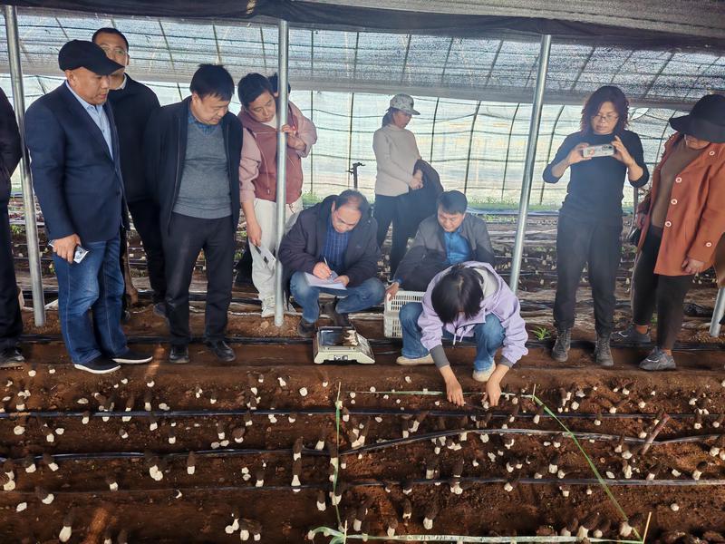 西安套种羊肚菌亩产突破千斤大关 土地利用率大幅提高