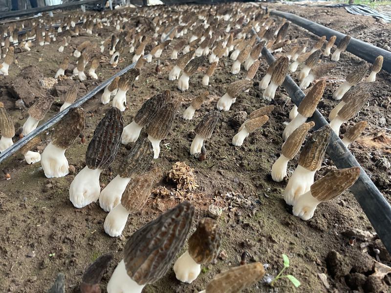 西安套种羊肚菌亩产突破千斤大关 土地利用率大幅提高