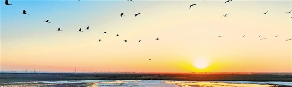 近200种水鸟在定边盐湖“安家”