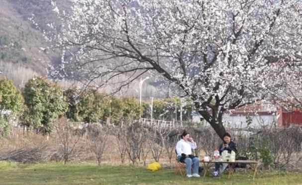 鄠邑区山花儿开了 “八号艺术公路”上游人如织