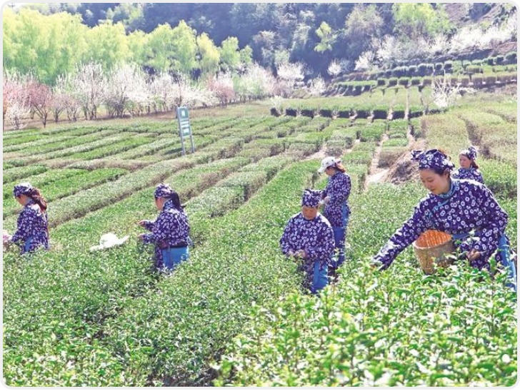 春日采茶忙