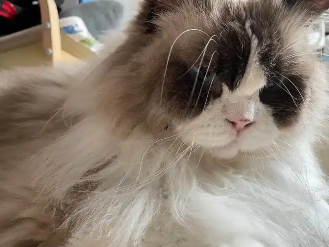 华商头条|三万元买布偶猫 后续治病花了六万元 医疗费谁来承担？