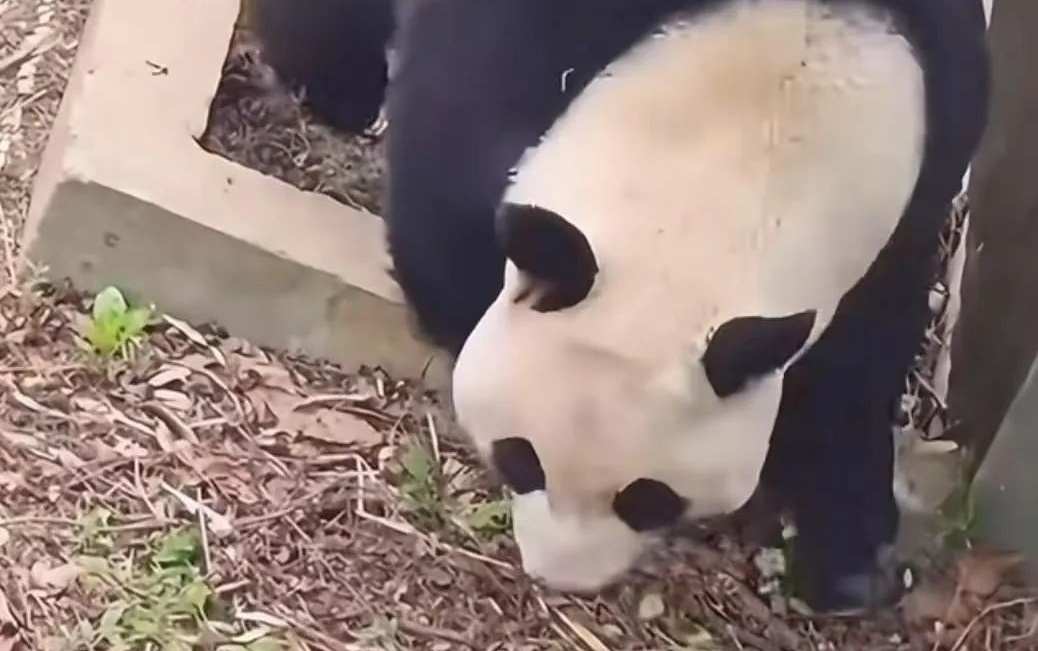 南京红山动物园打针打瘸大熊猫一条腿？园方回应：确有此可能 已参照专业要求救治