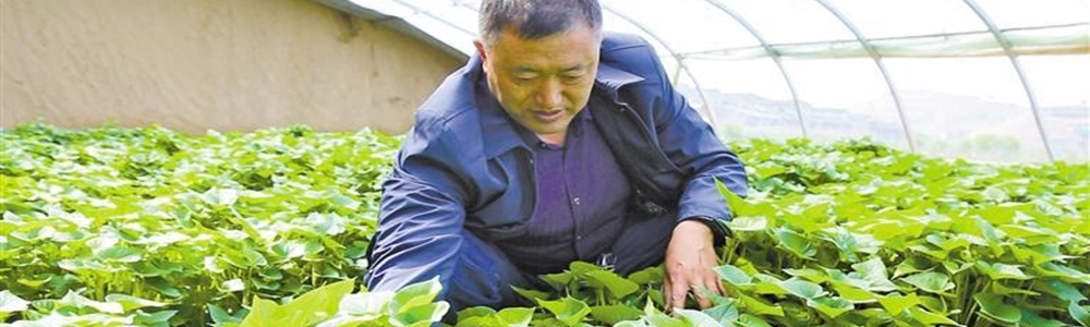 绥德红薯“腾飞”