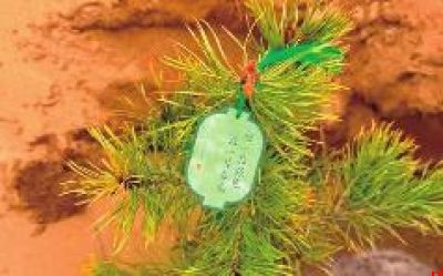 植此青绿 不负春光