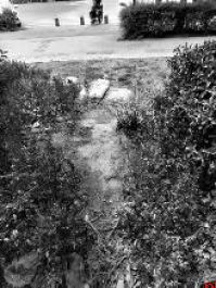 行道树虫害 绿化缺失 这些问题备受关注