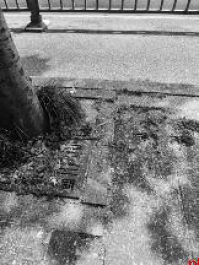 行道树虫害 绿化缺失 这些问题备受关注