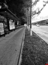 行道树虫害 绿化缺失 这些问题备受关注