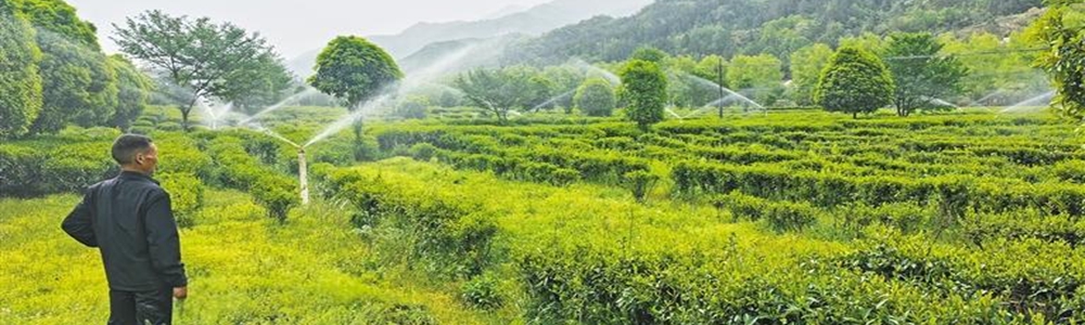 一片茶叶带动小镇多元经济
