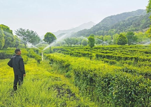 一片茶叶带动小镇多元经济