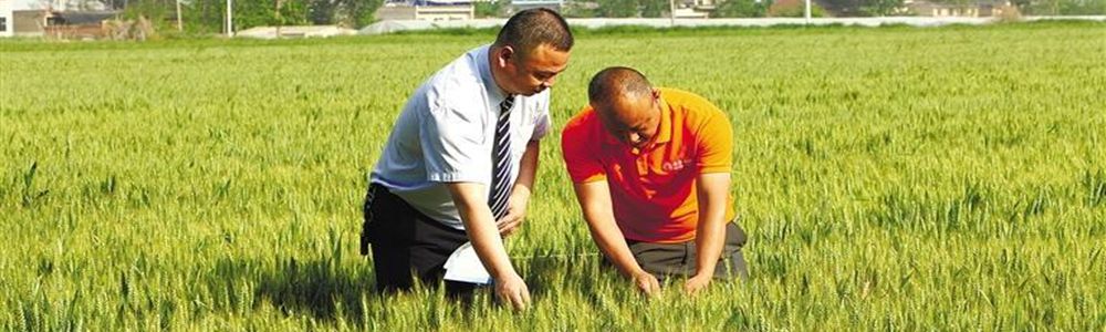 昔日“不毛地” 今朝“新粮仓”