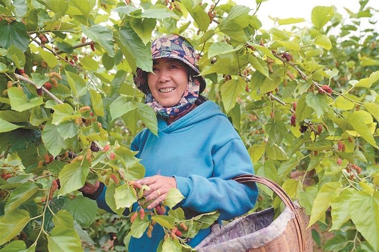 小小桑葚为乡村经济注入新活力
