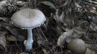 湖南4个县市区被确定为野生蘑菇中毒高风险区：中毒尚无特效解毒药