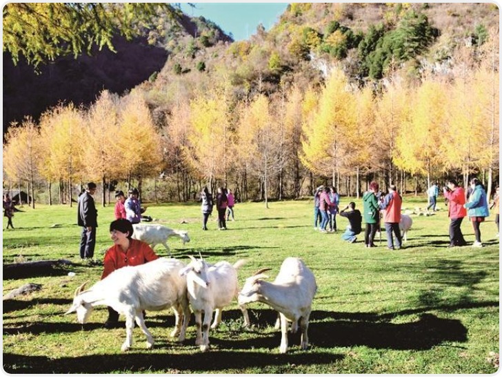 从秦岭深绿到万里青屏：守护生物多样“精彩”