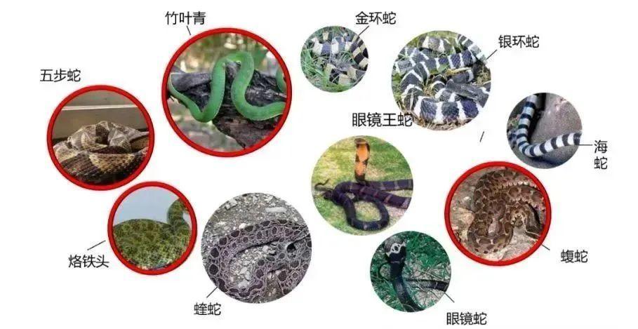 国内每年超20万人被蛇咬伤 怎样才能及时用上救命血清？