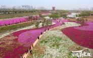 宝鸡赏花经济 如何“花开四季”