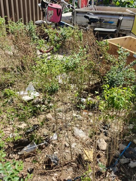 小8跑街|星火路一机电市场外 绿化带垃圾长期未清
