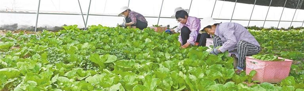 狮子村：千亩菜园带来好生活