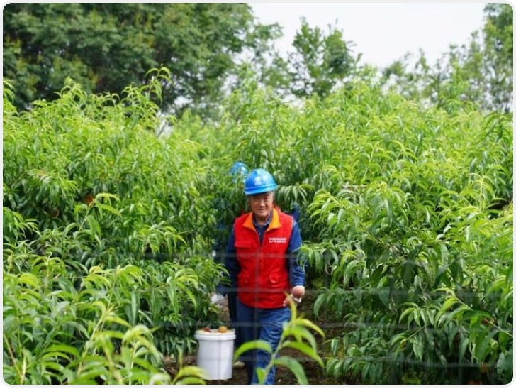 陕西电力服务助力农户增产增收