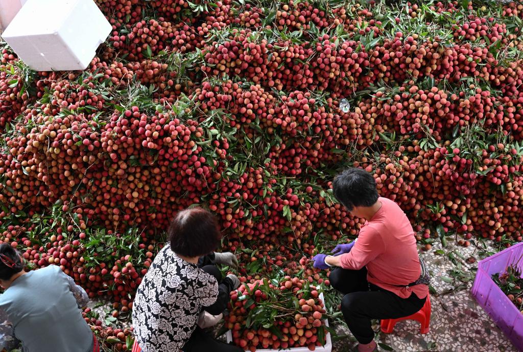 今年荔枝大丰收 荔枝“大小年”谁说了算？