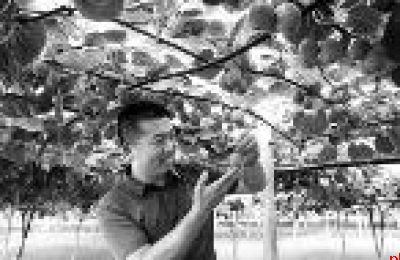 杨凌猕猴桃从“等熟”变“智熟” “每公斤提价2~3元”