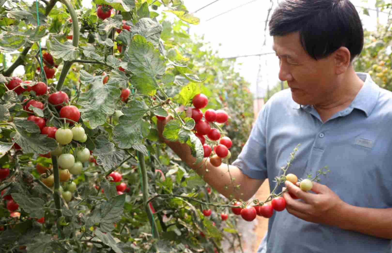活力中国调研行•万千气象看陕西|宝鸡生物育种实验室“定制”优苗为种子装上“科技芯”