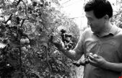 宝鸡生物育种实验室“定制”优苗为种子装上“科技芯”