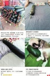 “抱冬瓜睡觉”突然走红 医生提醒:有些人不适用