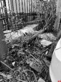 民洁路南口 绿化带杂乱还堆垃圾