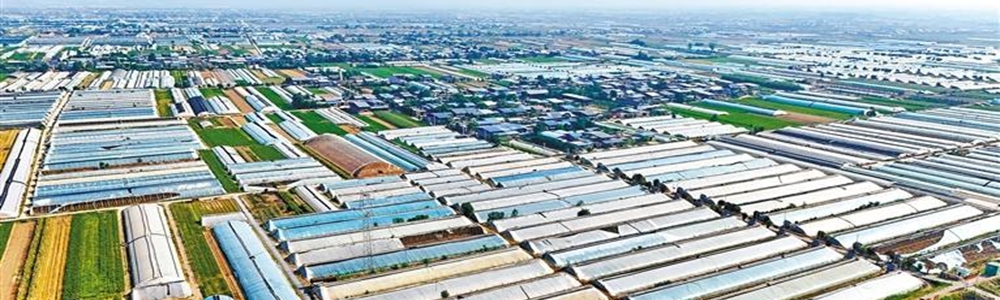 “陕西蔬菜第一县”这样炼成