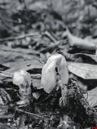 哀牢山发现7株罕见“冥界之花”