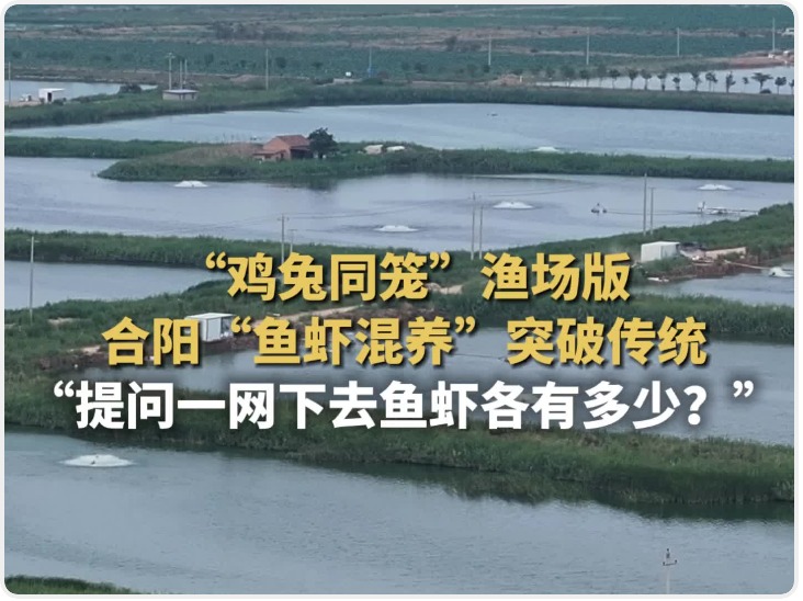 大河奔涌万象新丨合阳“鱼虾混养”突破传统 网友：“鸡兔同笼”问题照进现实了！