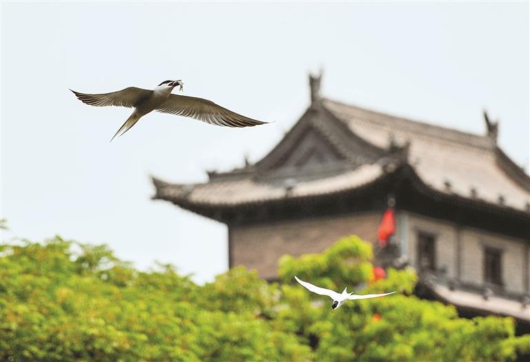 一座山与一座城的飞鸟奇缘