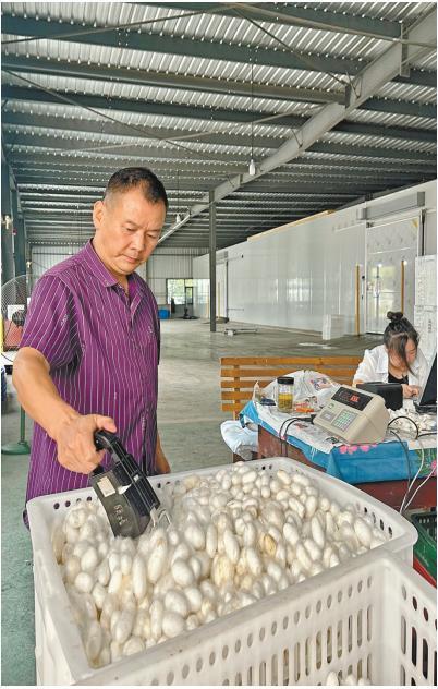 7月26日，在陕西天成丝业有限公司蚕茧收购站，工作人员对蚕茧进行质检。