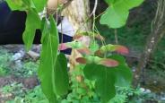 国家二级重点保护野生植物庙台槭种群现身