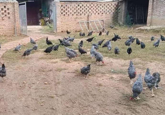 3000只芦花鸡面临滞销 西安一残疾创业者急寻买家