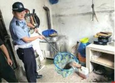 迷途果子狸误闯民宅 镇巴县警民联手助其回归自然