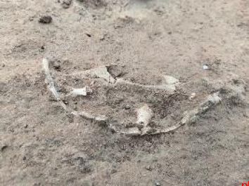 市民发现疑似古生物化石物质