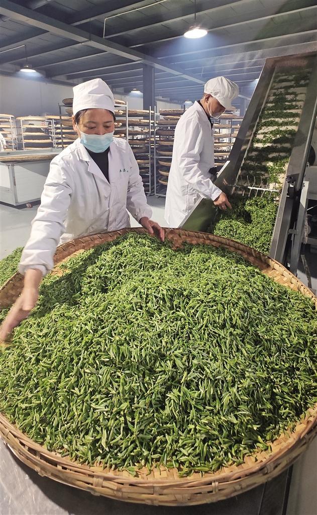 一片叶子富了一方百姓