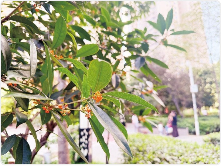 今年桂花开得早？专家：气象条件“恰到好处”属正常开放