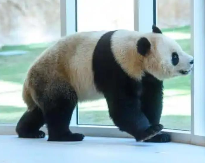 以色列袭击卡塔尔 我们的两只大熊猫怎么样了？动物园回应