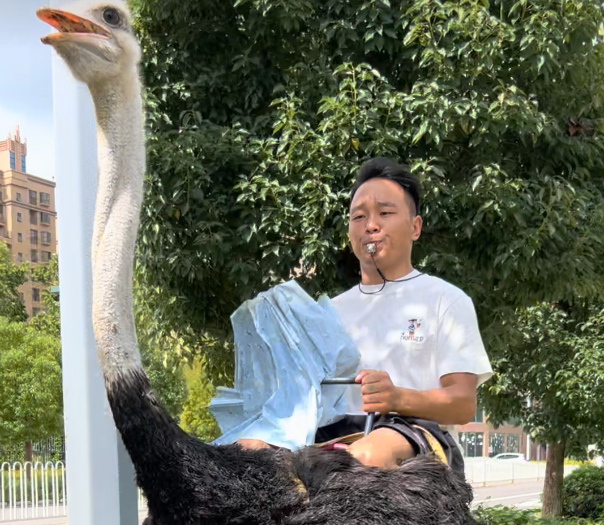 新能源！云南男子骑鸵鸟上路跑80迈 跑得比电动车还快？