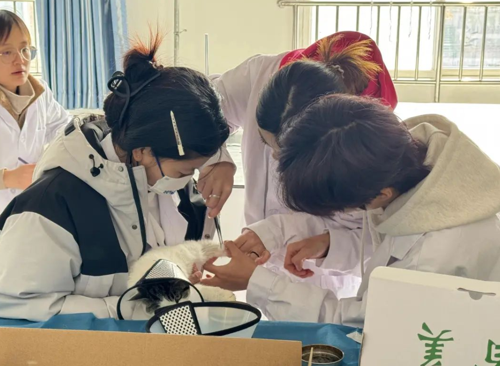 西安海棠职业学院动物医学专业“双师双驱”育人体系建设实践