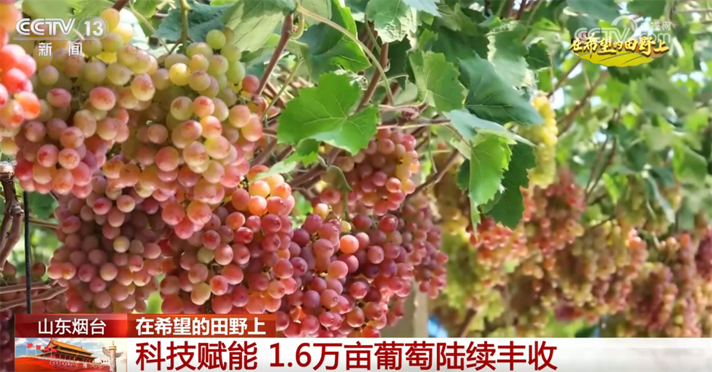 良机良技良法护航秋日“丰”景“科技+”为乡村产业振兴注入鲜活动能(图5)