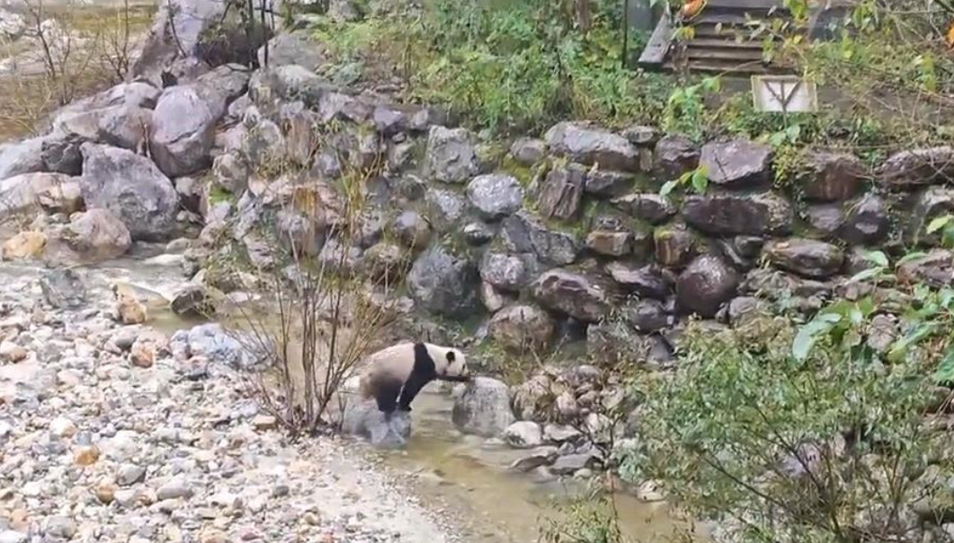 游客在陕西龙吟峡遇大熊猫过河 景区：系纯野生秦岭大熊猫