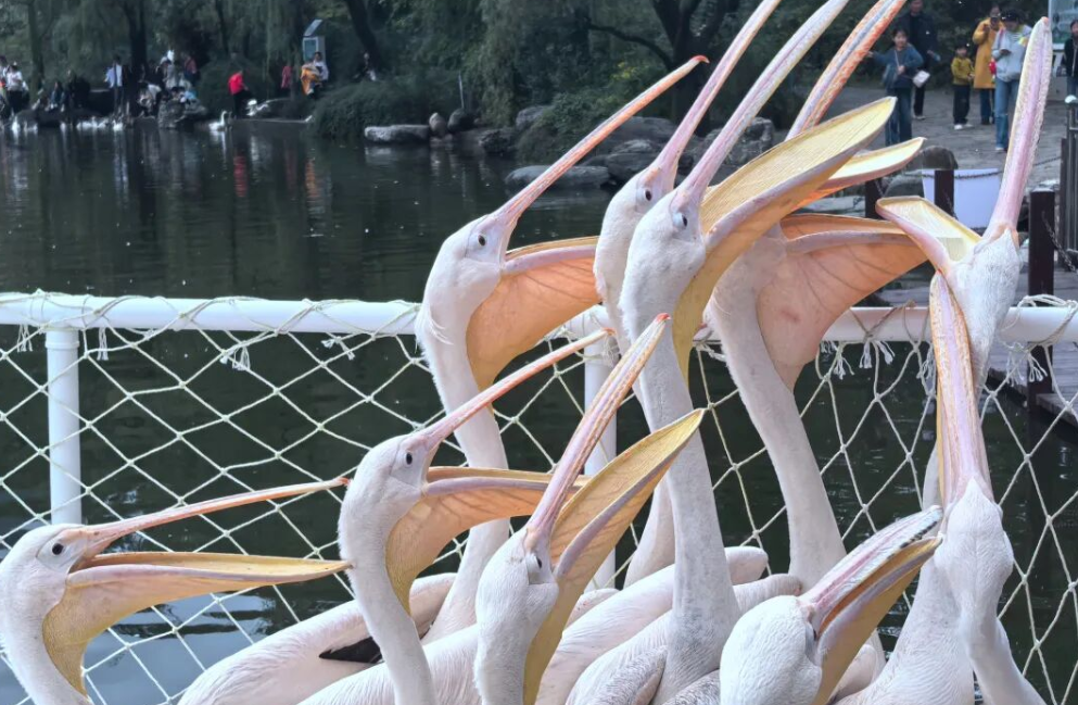 Yku7oHcN6OFsrpu4.png image.png